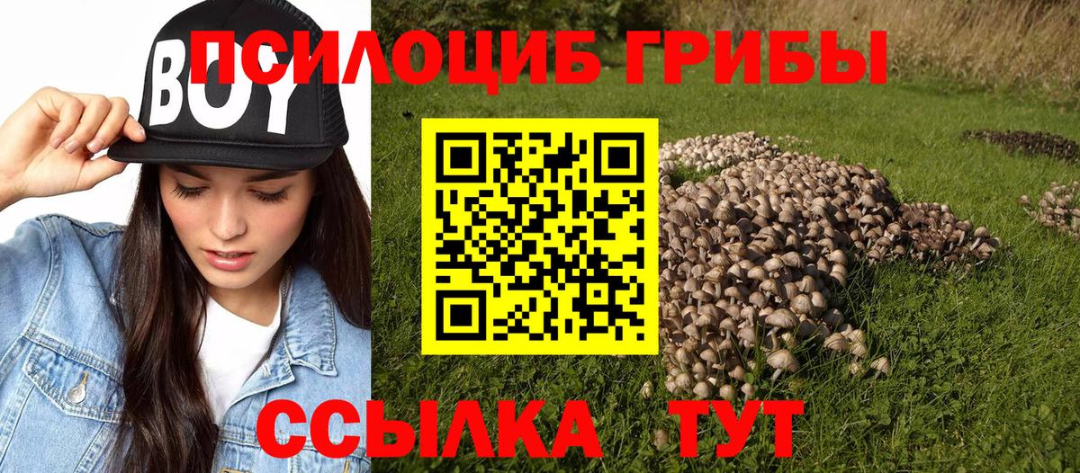 Псилоцибиновые грибы Cubensis Северодвинск